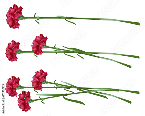 Red clove. Bouquet of carnations. Set carnation flowers