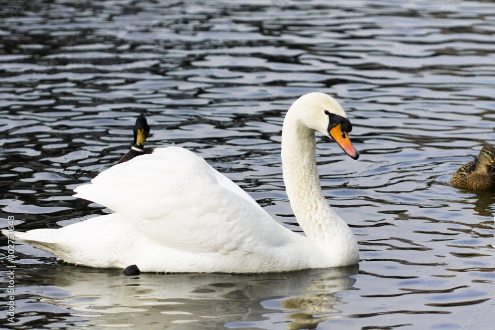 beautiful white swan swim in the lake beautiful white swan swim in the lake