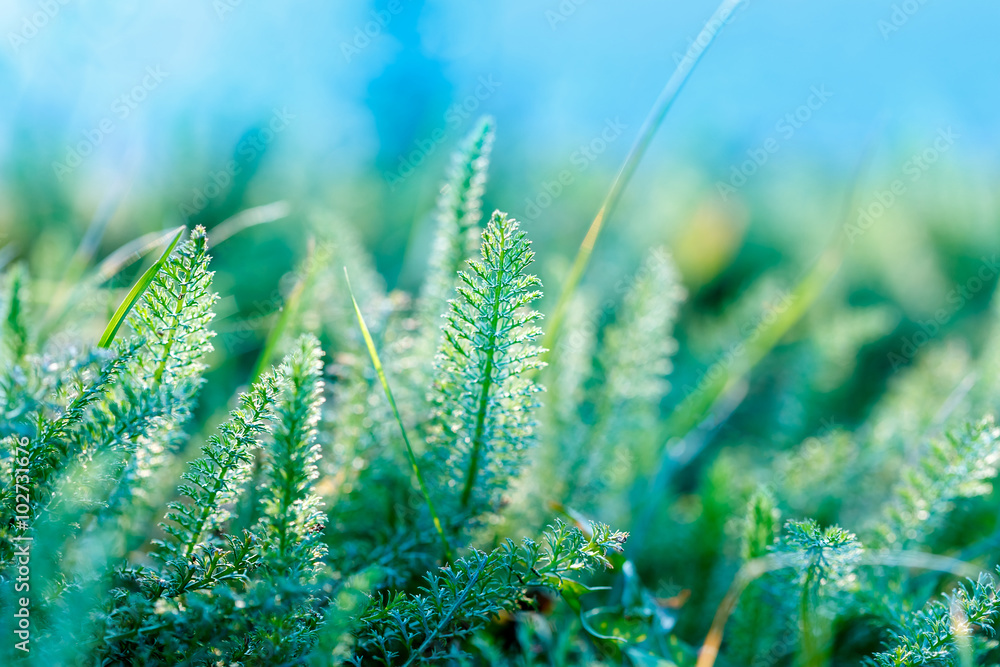 Fresh spring grass and blue sky Fresh spring grass and blue sky