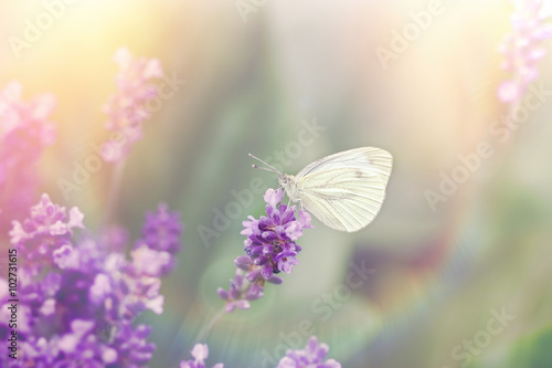 Beautiful butterfly on beautiful lavender flower - amazing, beautiful nature © PhotoIris2021
