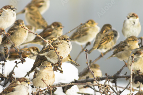 flock of sparrows, sunny