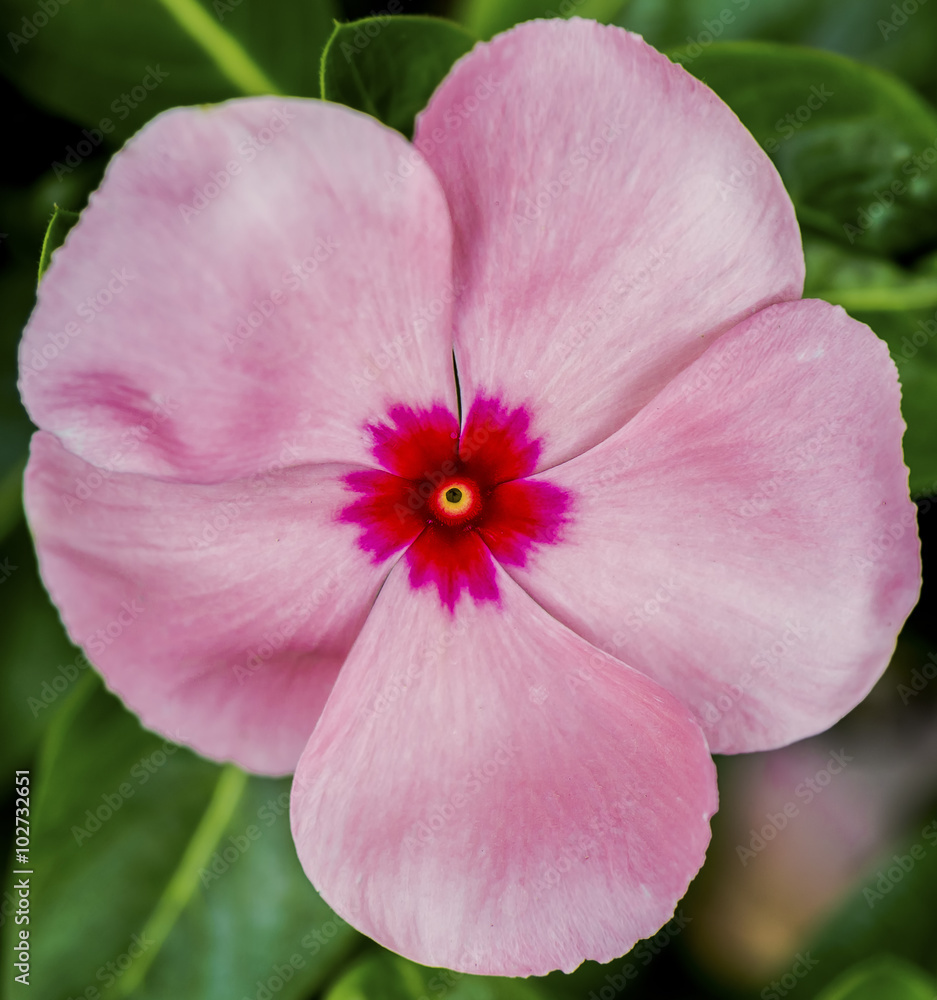 Pink and Red Tropical flower Pink and Red Tropical flower