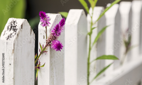 Purple flowers growing through a whit picket fence.