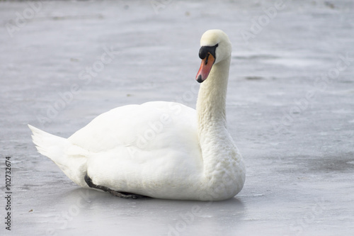mute swan on the ice  winter