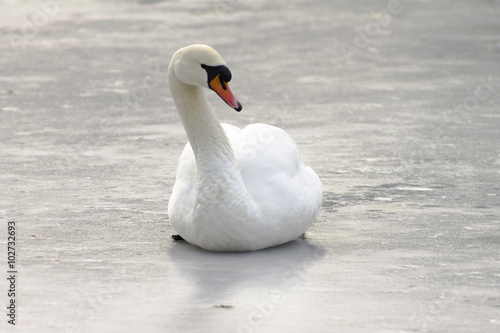 mute swan on the ice  winter