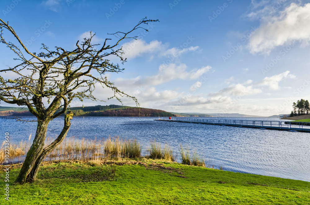 Bare tree beside Keilder Water Reservoir Bare tree beside Keilder Water Reservoir