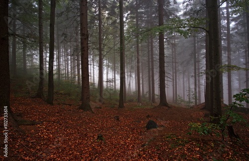 Pejzaż leśny we mgle