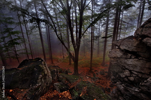 Pejzaż leśny we mgle
