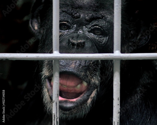 Obraz na płótnie Szympans w zoo w salonie