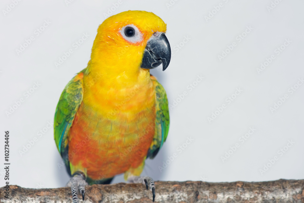 Obraz premium 6 month old female Jenday Conure or Jandaya Parakeet