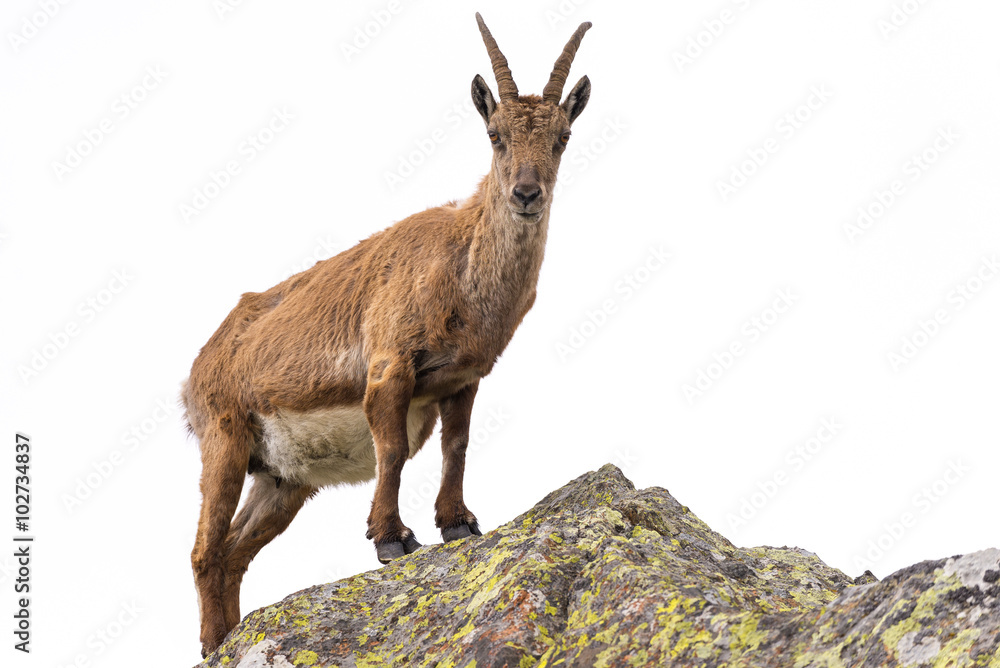 Ibex perched on rock isolated on white background Ibex perched on rock isolated on white background