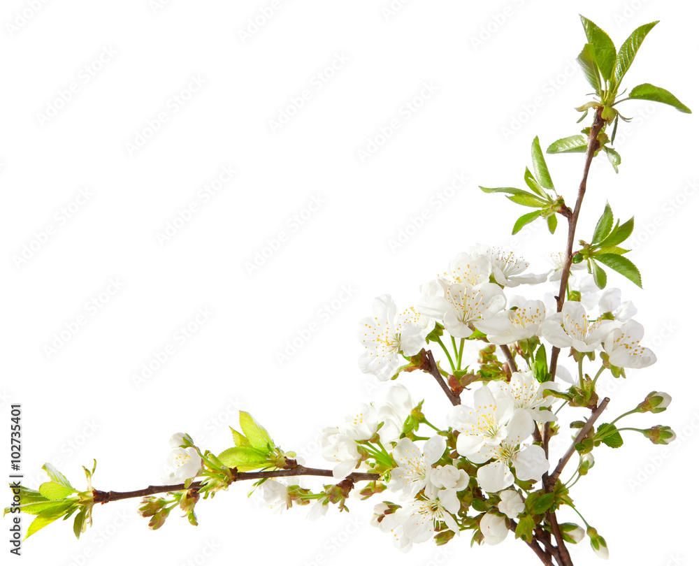 Fototapeta premium Cherry in blossom isolated on white.