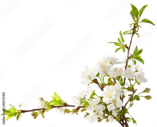 Cherry in blossom isolated on white.
