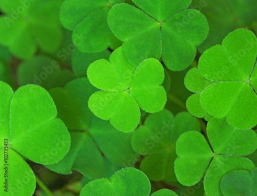 green background with three-leaved shamrocks. St.Patrick's day holiday symbol. Shallow depth of field, focus on central  leaf.
