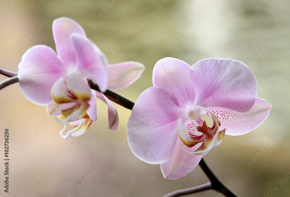 Naklejka premium Orchidea