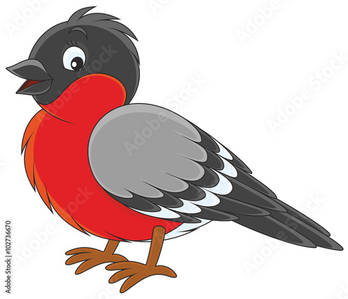 Bullfinch
