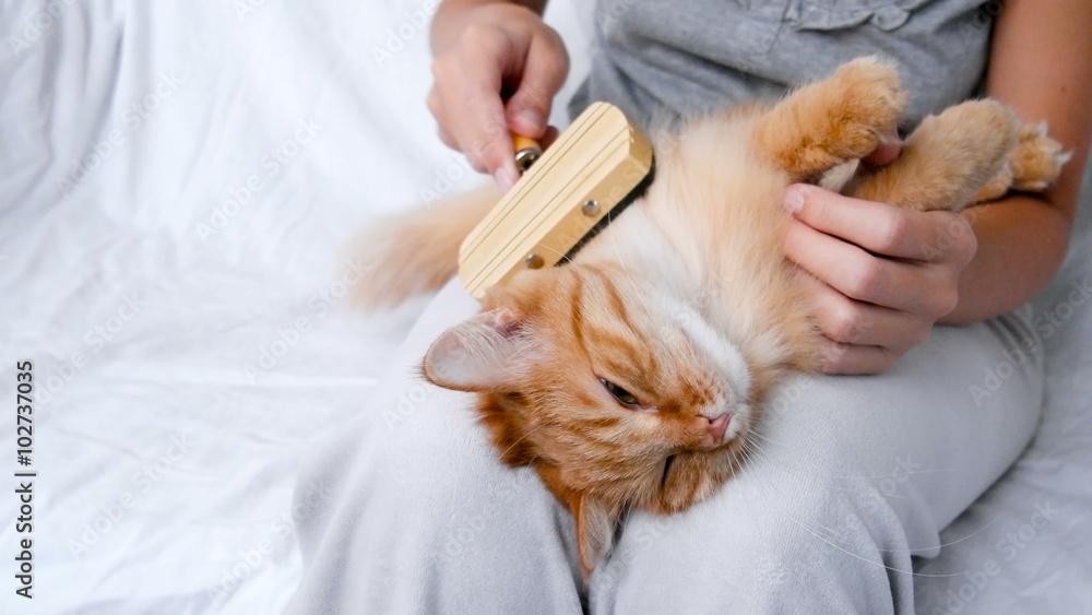The Woman Combs A Dozing Cat's Fur. Ginger Cat Lies On Woman Legs. The Woman Combs A Dozing Cat's Fur. Ginger Cat Lies On Woman Legs.