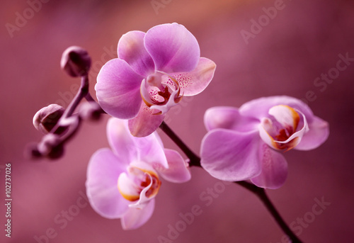 Fototapeta Naklejka Na Ścianę i Meble -  Orchidea - Storczyki fiolet