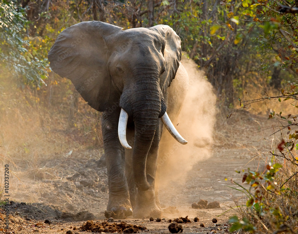 Obraz premium Wild Elephant throws the dust. Zambia. South Luangwa National Park. An excellent illustration.