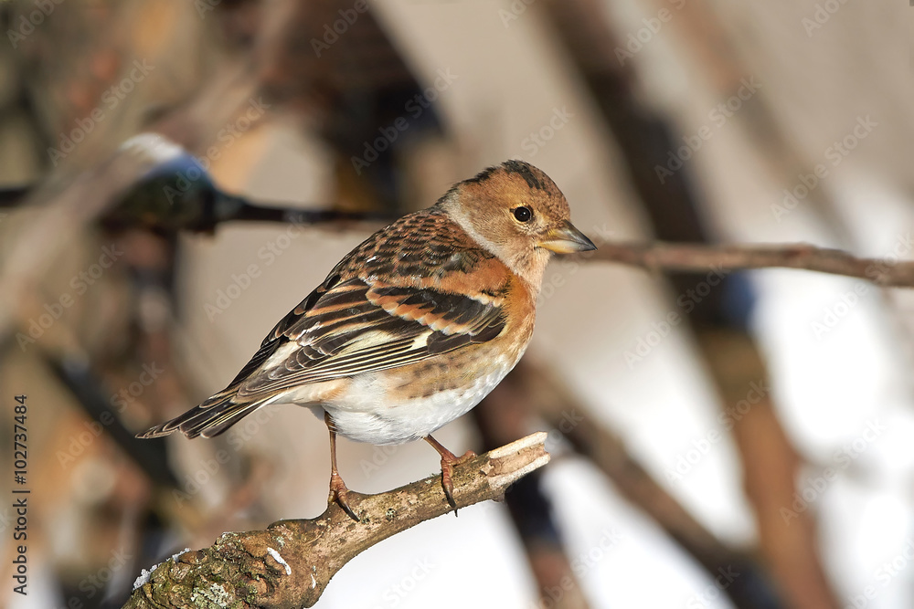 Fototapeta premium Brambling (Fringilla montifringilla)