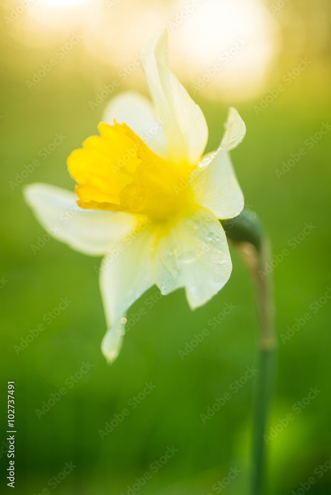 Fototapeta premium Yellow daffodil