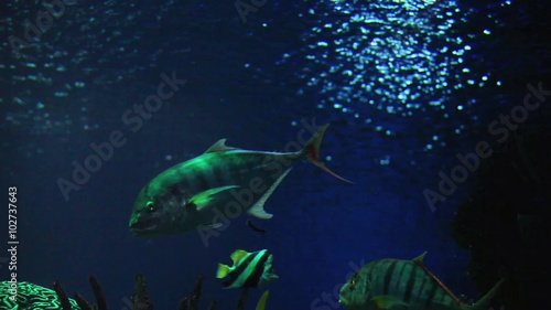 fish in thickness of blue water close to  photo