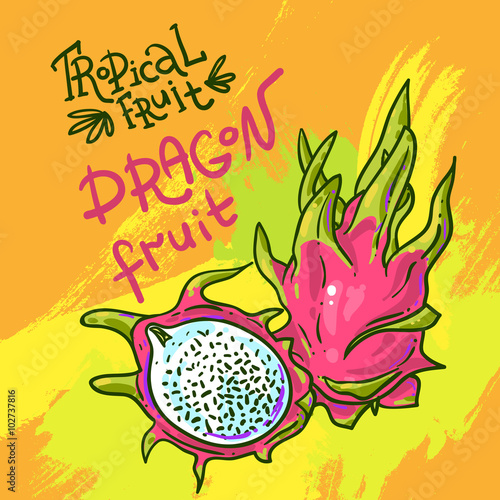 hand drwan vector fruit 