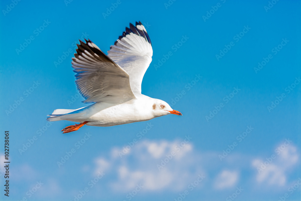 Fototapeta premium Seagull