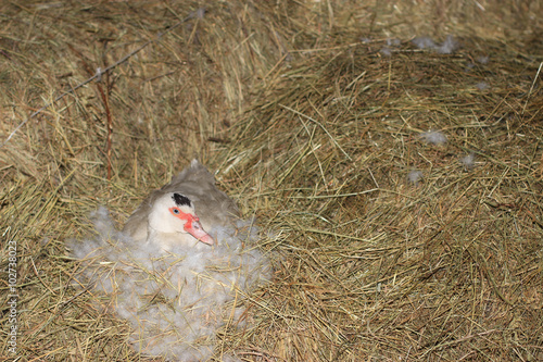 Domestic Muscovy Duck photo