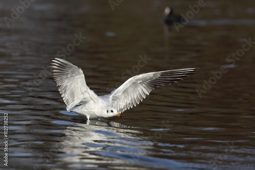 Seagull is landing on water. © kasparv