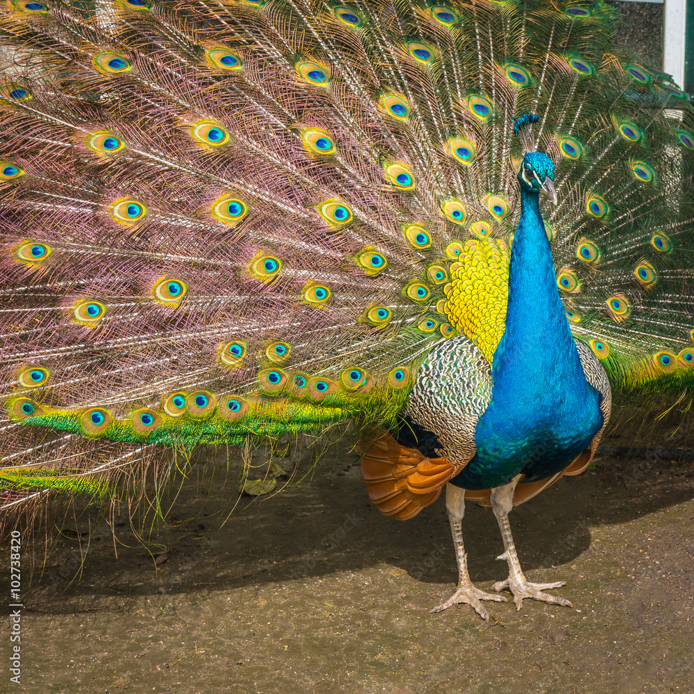 Obraz premium Portrait of Peacock