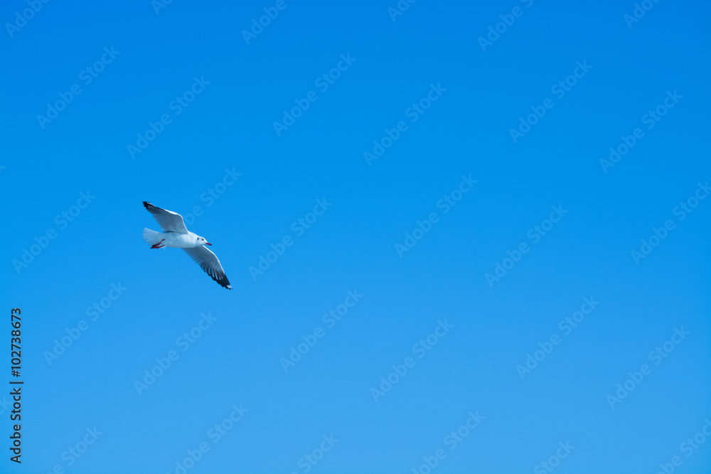 Seagull