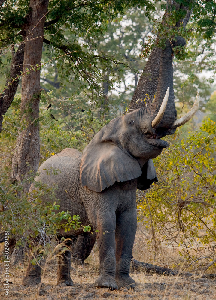 Fototapeta premium Elephant eats the young shoots of the tree. Zambia. Lower Zambezi National Park. Zambezi River. An excellent illustration.