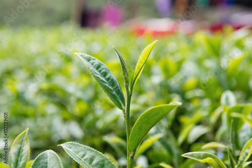 Green tea bud and fresh leaves  Tea plantations