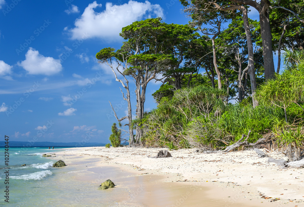Obraz premium Forest Stretch at laxmanpur beach, Andaman and Nicobar
