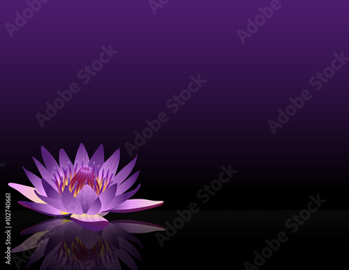 waterlilly_purple_black_bg_wide_eye_level