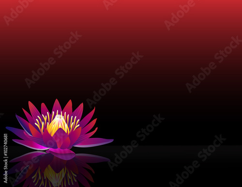 Fototapeta Naklejka Na Ścianę i Meble -  waterlilly_red_black_bg_wide_eye_level