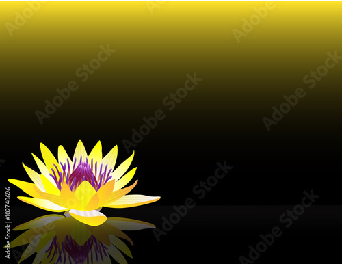 Fototapeta Naklejka Na Ścianę i Meble -  waterlilly_yellow_black_bg_wide_eye_level