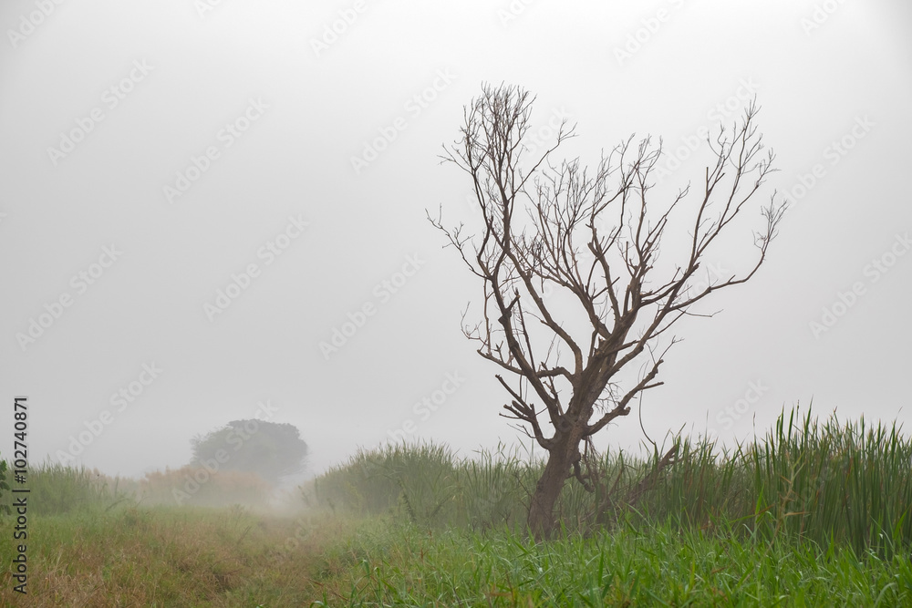 Dead tree bush outback scene Dead tree bush outback scene
