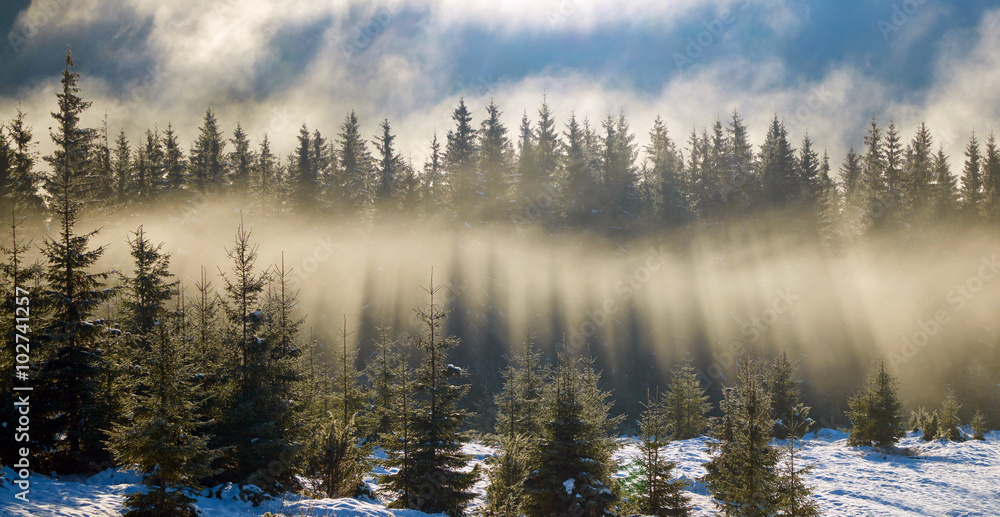 Sun rays in the fir trees forest