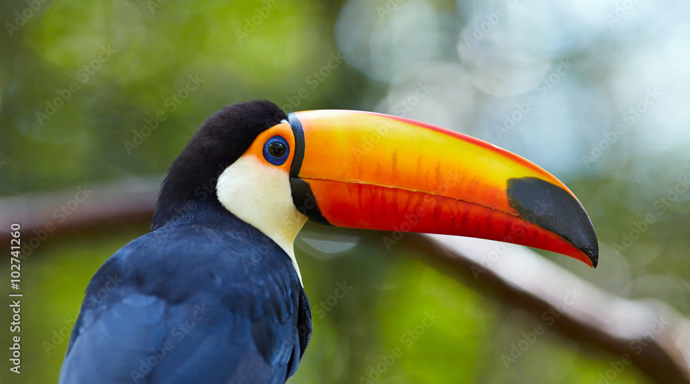 Naklejka premium Toucan on the branch in tropical forest of Brazil