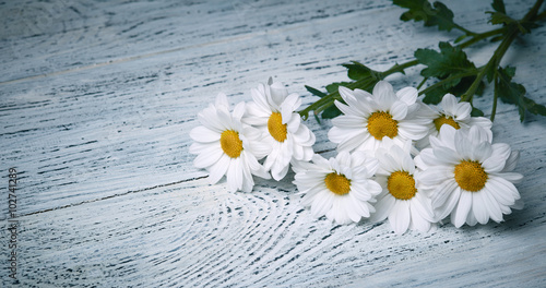Fototapeta Naklejka Na Ścianę i Meble -  Daisy flowers on white grunge wooden background