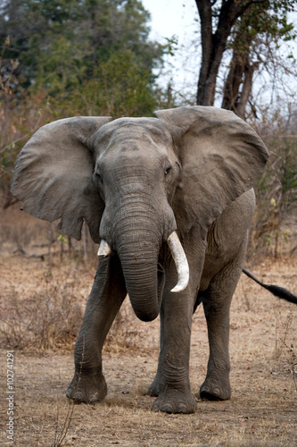 Wild elephant is standing in the bush. Zambia. South Luangwa National Park. An excellent illustration.