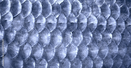Metal blue fish scales