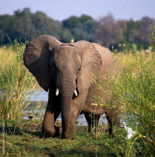 Elephant standing on the grass near river Zambezi. Zambia. Lower Zambezi National Park. Zambezi River. An excellent illustration.
