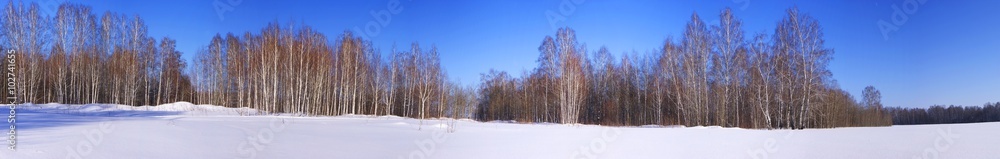 Panoramic view of snowy fields and birch forest in winter Panoramic view of snowy fields and birch forest in winter