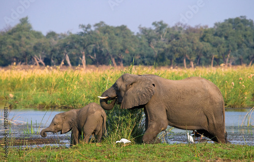 Elephant with baby near the Zambezi River. Zambia. Lower Zambezi National Park. Zambezi River. An excellent illustration.