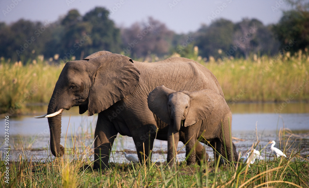 Naklejka premium Elephant with baby near the Zambezi River. Zambia. Lower Zambezi National Park. Zambezi River. An excellent illustration.