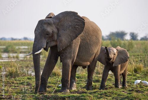 Elephant with baby near the Zambezi River. Zambia. Lower Zambezi National Park. Zambezi River. An excellent illustration.