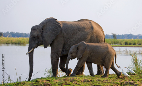 Elephant with baby crossing the river Zambezi.Zambia. Lower Zambezi National Park. Zambezi River. An excellent illustration.